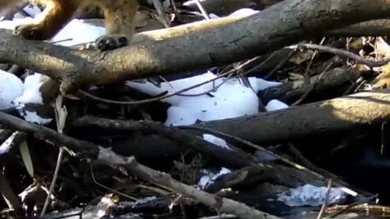 
        Дальневосточный кот&nbsp;стащил часть улова выдры    