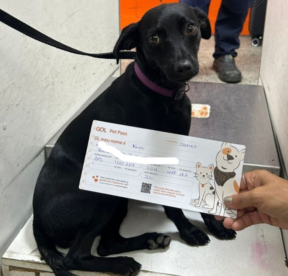 Собака, сбежавшая из клетки, устроила хаос на взлётно-посадочной полосе аэропорта
Собака, сбежавшая из клетки, устроила хаос на взлётно-посадочной полосе аэропорта