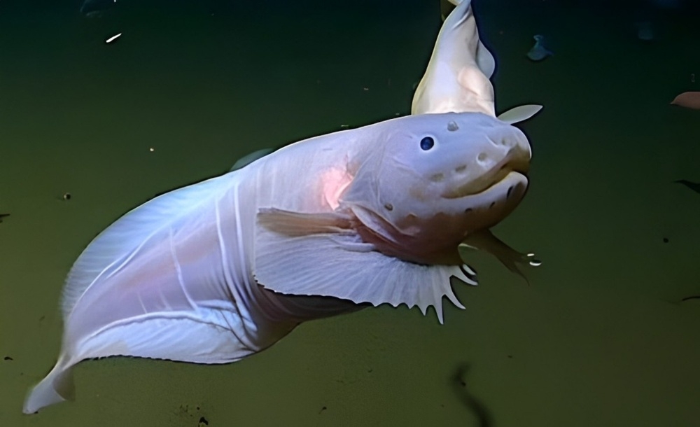 
        9&nbsp;реально странных фотографий дикой природы    