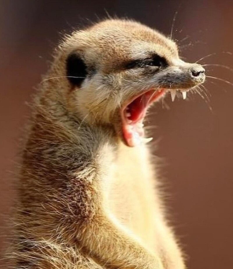 
        30&nbsp;снимков, доказывающих, что&nbsp;мимимишность спасёт мир    