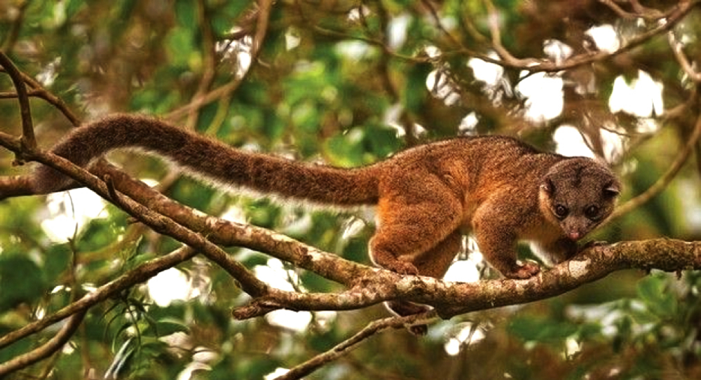 Олингито: енот, который решил стать обезьяной
Олингито: енот, который решил стать обезьяной