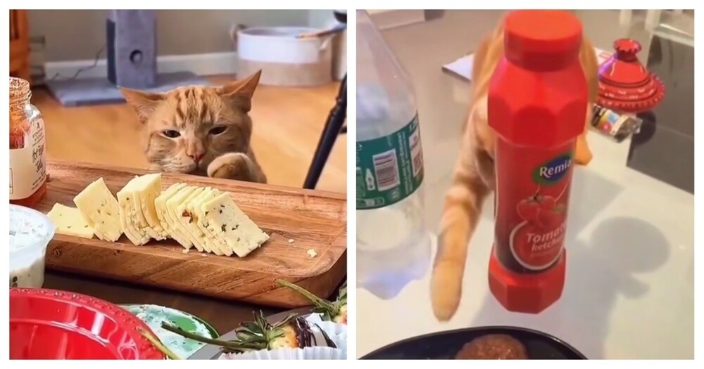 
        Рыжие пушистые воришки    