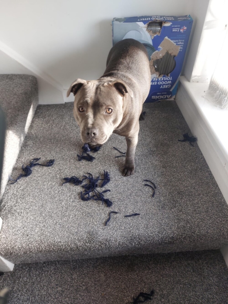 
        25&nbsp;фотороботов прелестных подозреваемых в&nbsp;совершении преступлений по&nbsp;уничтожению домашнего порядка    