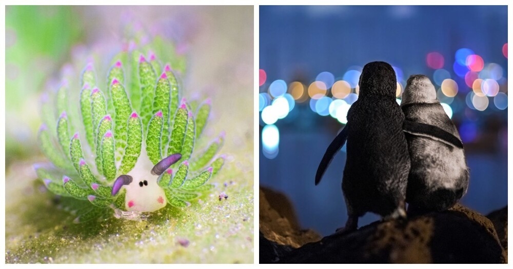 
        25&nbsp;вдохновляющих кадров, от&nbsp;которых перехватывает дыхание    