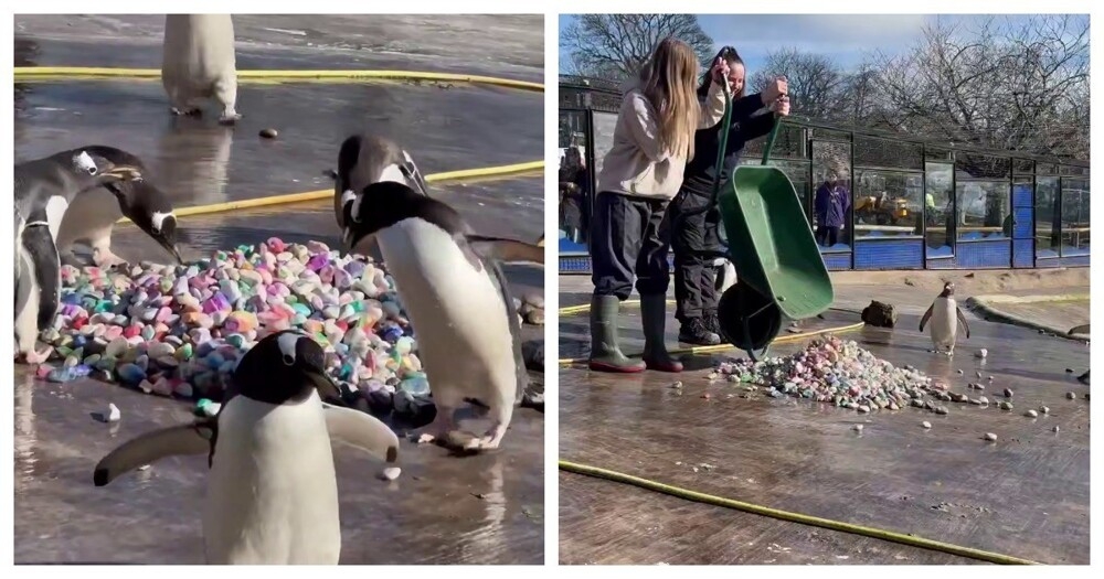 
        Пингвины Генту дарят самкам красивые камушки в&nbsp;знак любви    