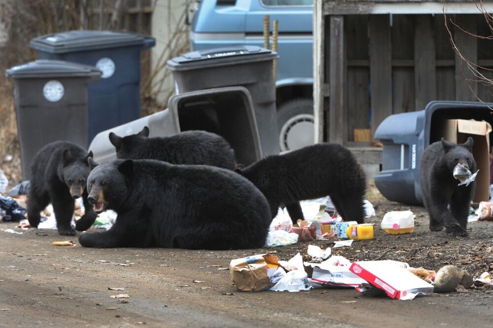 
        Правда ли, что&nbsp;больные животные специально выходят за&nbsp;помощью к&nbsp;людям?    