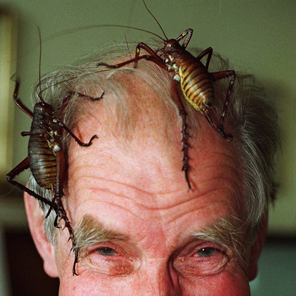 Гигантская уэта: в Новой Зеландии эти чудовища заменяют зайцев!
Гигантская уэта: в Новой Зеландии эти чудовища заменяют зайцев!