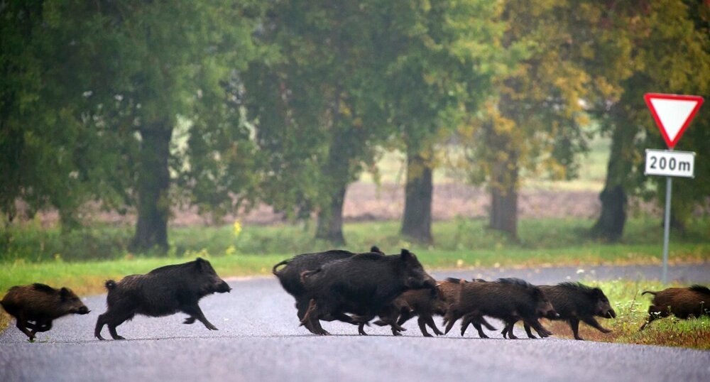 
        Правда ли, что&nbsp;больные животные специально выходят за&nbsp;помощью к&nbsp;людям?    