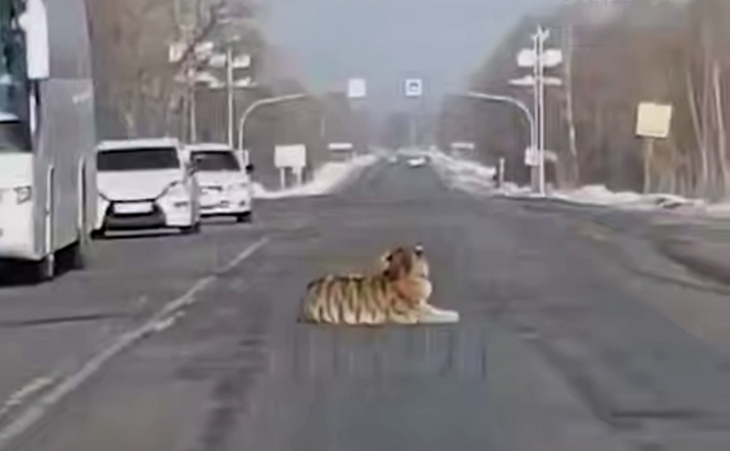 
        Наглый тигр улегся посреди трассы и&nbsp;парализовал движение    