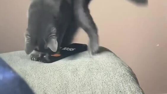 
        Кот&nbsp;отключает будильник хозяйки    