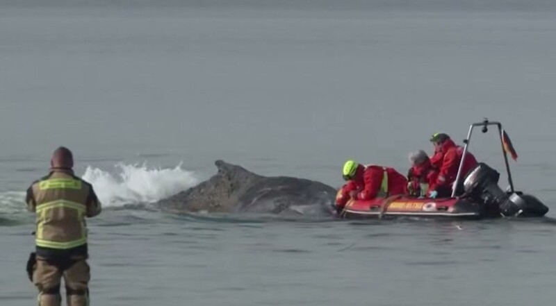В Германии пытаются спасти горбатого кита
В Германии пытаются спасти горбатого кита