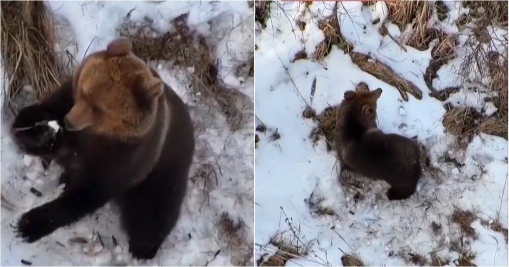 
        В&nbsp;Эстонии сняли на&nbsp;видео медведя, только что&nbsp;проснувшегося после зимней спячки    