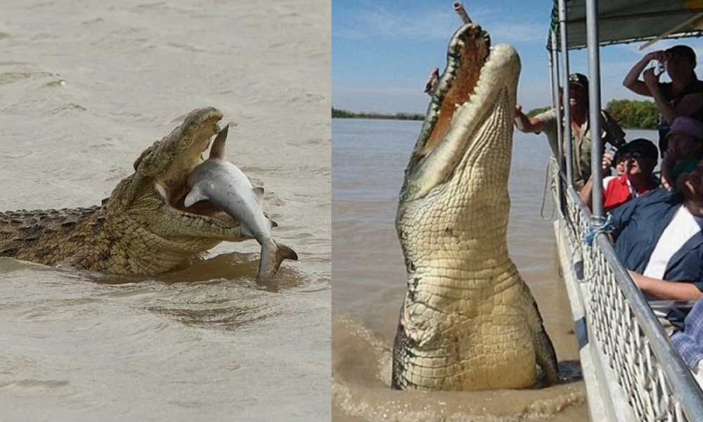 
        Гребнистый крокодил: так&nbsp;вырос, что&nbsp;ушёл в&nbsp;океан    