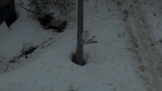 
        Девочка отбилась от&nbsp;стаи собак в&nbsp;Пермском крае    