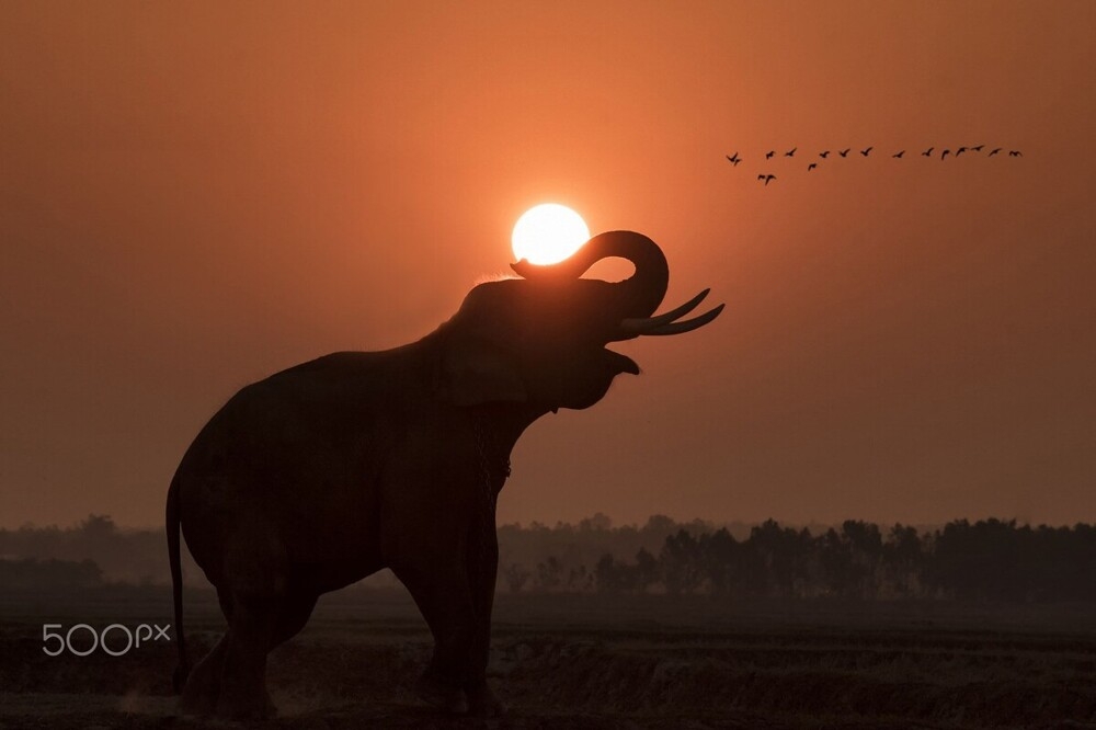 
        Как&nbsp;слоны понимают смерть?    