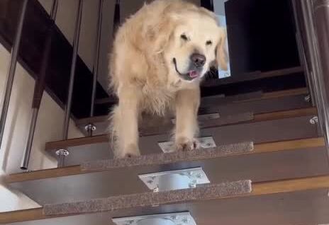 
        Самый сонный и&nbsp;невыспавшийся пёс    