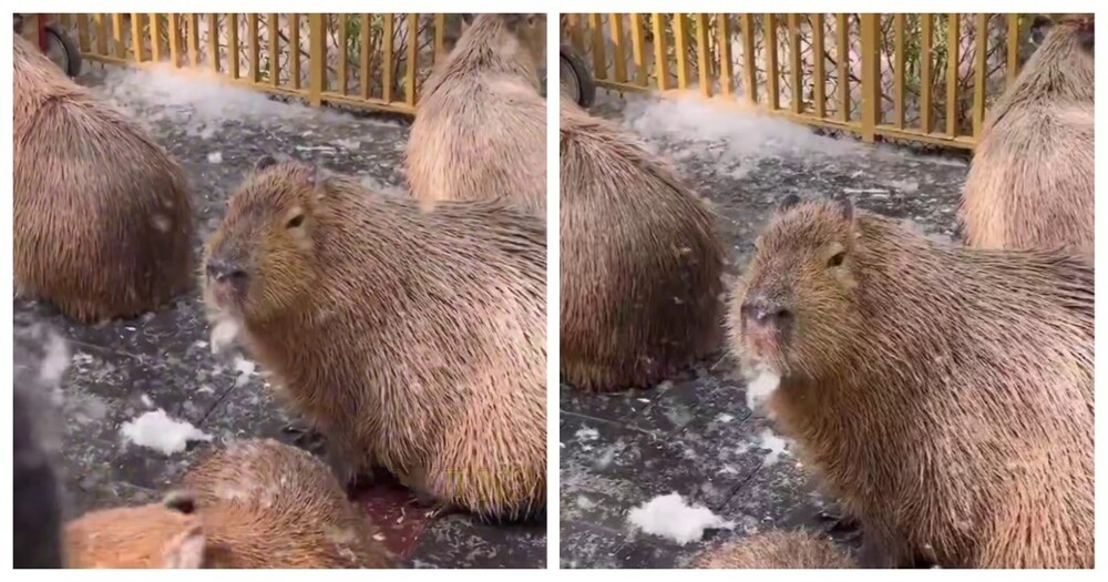 Капибара лакомится тополиным пухом
Капибара лакомится тополиным пухом