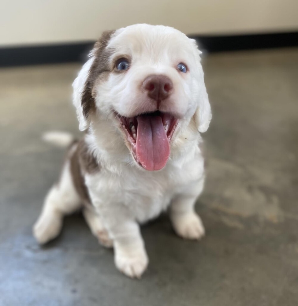 
        30+ животных, которые не&nbsp;знают о&nbsp;существовании проблем    