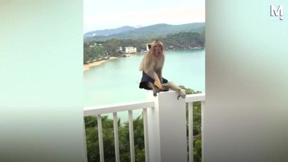 
        Банда обезьян устроила &laquo;модельный показ&raquo; на&nbsp;балконе отеля    