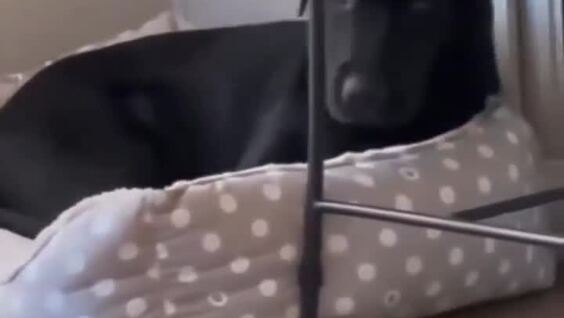 Подборка сонных собак
Подборка сонных собак