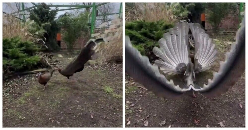 
        Брачный танец фазана    