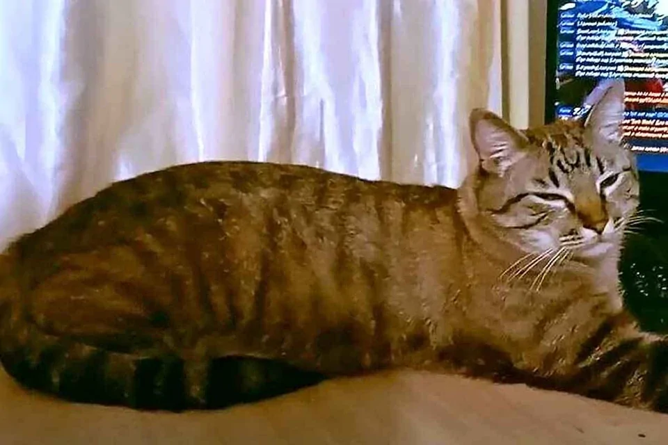 Кот-путешественник прошел 65 км, чтобы вернуться домой
Кот-путешественник прошел 65 км, чтобы вернуться домой