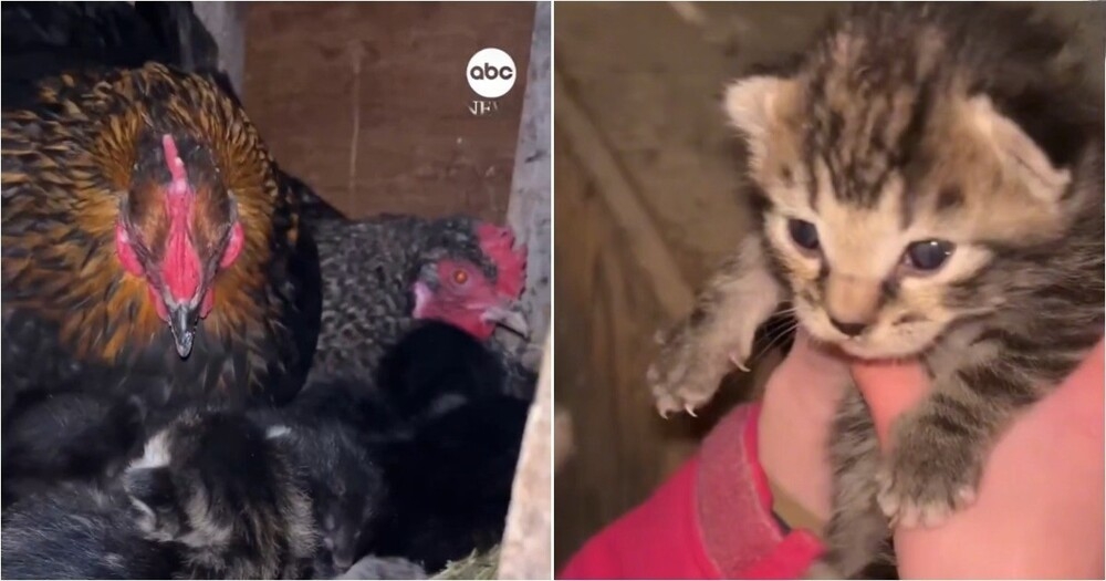 
        В&nbsp;США&nbsp;кошка и&nbsp;куры разделили один курятник    