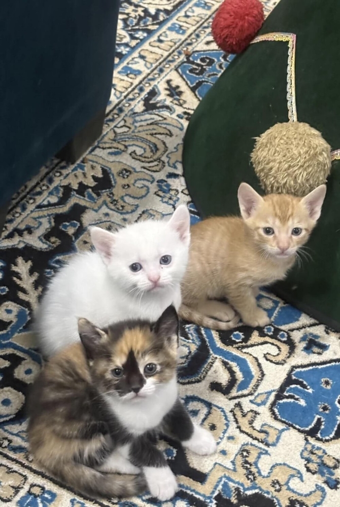 
        25+ пушистых мгновений радости, которые делают нашу жизнь счастливее    