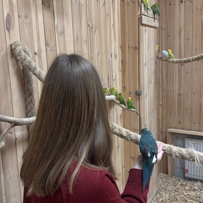 
        В&nbsp;зоопарке в&nbsp;Ленинградской области погибло почти 60&nbsp;попугаев    