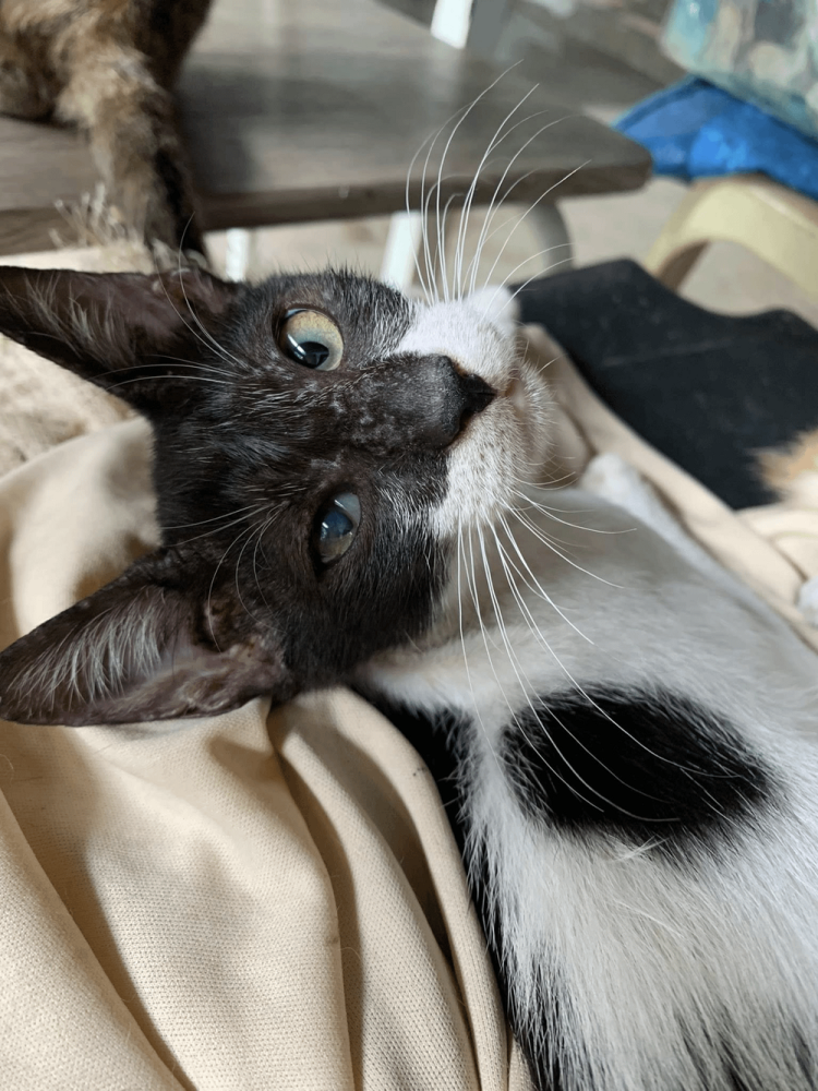 
        25+ пушистых мгновений радости, которые делают нашу жизнь счастливее    