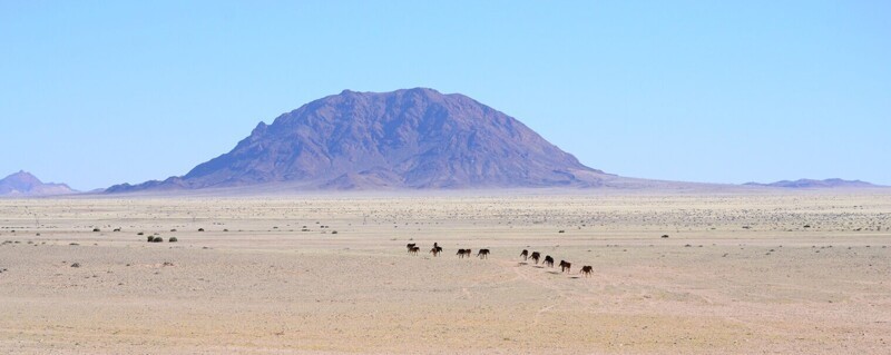 
        Тайна диких лордов Намиба    