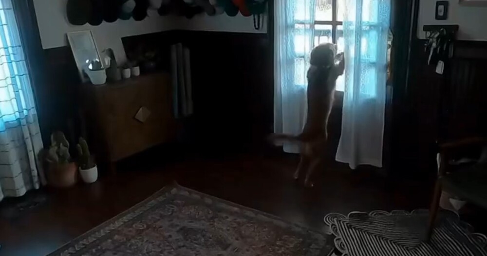 
        Пёс&nbsp;встречает свою хозяйку, недавно вернувшуюся из&nbsp;космоса    