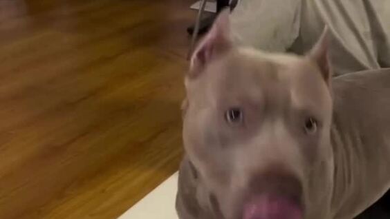 
        Пёс&nbsp;говорит слово &laquo;нормально&raquo;    