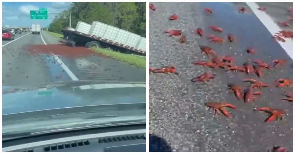 
        В&nbsp;США&nbsp;раки расползлись по&nbsp;дороге после ДТП    