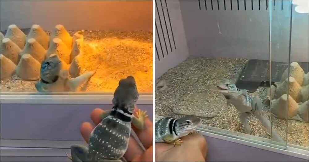 
        Ошейниковая игуана впервые увидела самку и&nbsp;устроила бурную реакцию    