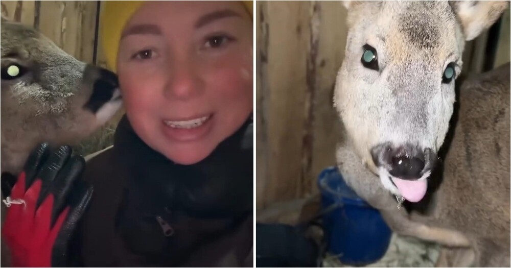 
        Люди спасли замерзающую косулю и&nbsp;привезли её&nbsp;на&nbsp;передержку    