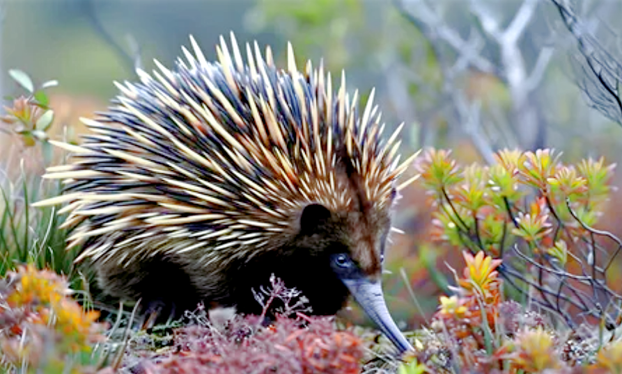 Для чего ехидна пускает из носа пузыри?
Для чего ехидна пускает из носа пузыри?