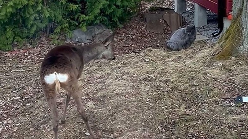 
        В&nbsp;Швеции домашняя кошка прогнала оленя из&nbsp;сада    