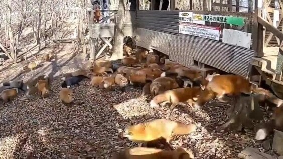 
        Обстановка в&nbsp;деревне лис&nbsp;в&nbsp;Японии    