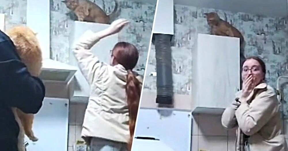 
        Попытка снять кошку со&nbsp;шкафа закончилась неожиданным финалом    