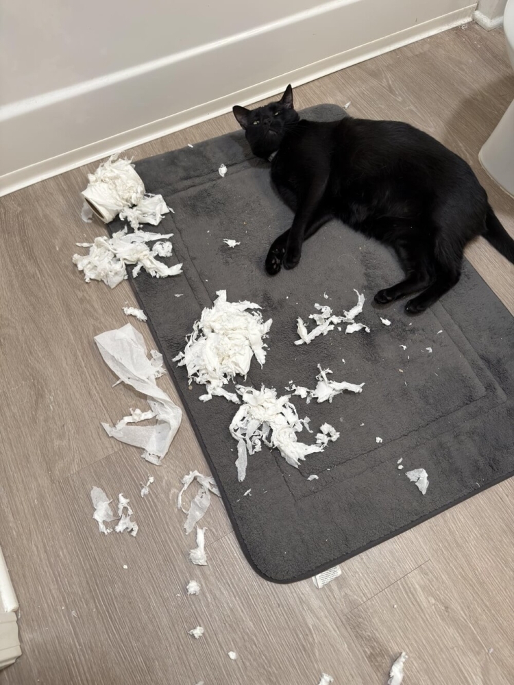 
        25&nbsp;фото котов, которые раскрасят яркими красками даже самый пасмурный день    