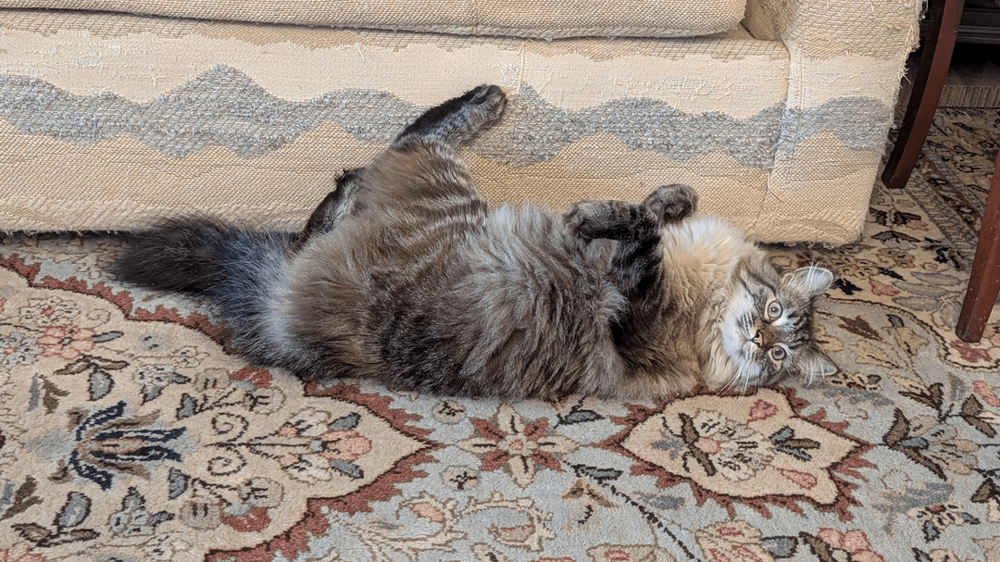 
        25+ пушистых мгновений радости, которые делают нашу жизнь счастливее    