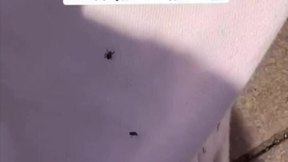 Клещи вовсю атакуют посетителей московских парков
Клещи вовсю атакуют посетителей московских парков