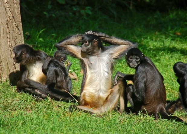 
        Паукообразные обезьяны: их&nbsp;хвост стал полноценной третьей рукой    