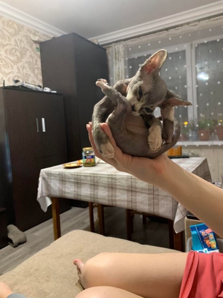 
        25+ пушистых мгновений радости, которые делают нашу жизнь счастливее    