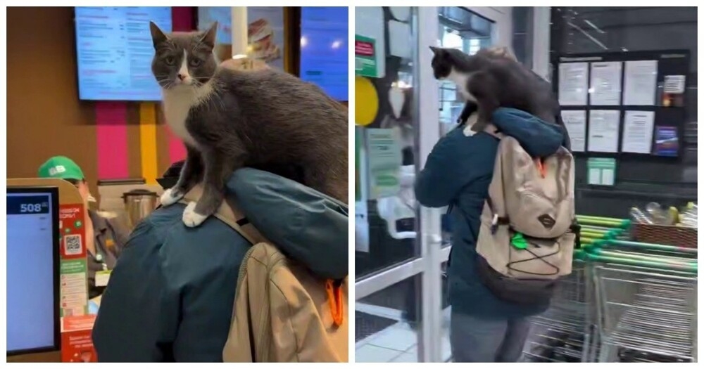 
        В&nbsp;Москве сняли кошку, путешествующую на&nbsp;плече у&nbsp;своего хозяина    