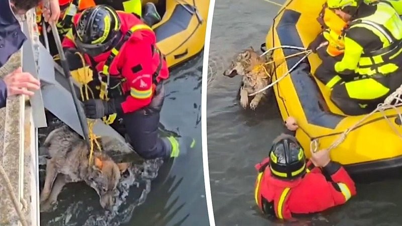 
        Пожарные спасли застрявшего в&nbsp;канале волка    