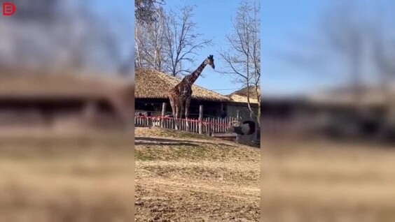 
        Страус и&nbsp;жираф устроили странное &laquo;разборки&raquo;    