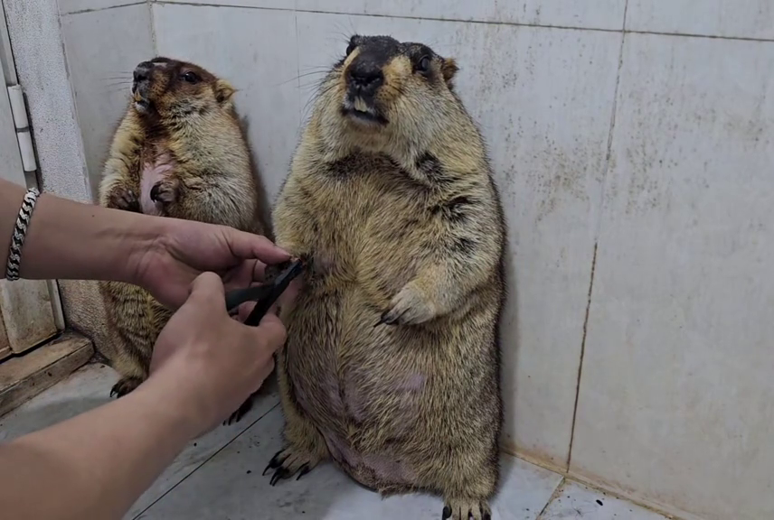 
        Реакция сурков на&nbsp;стрижку когтей    