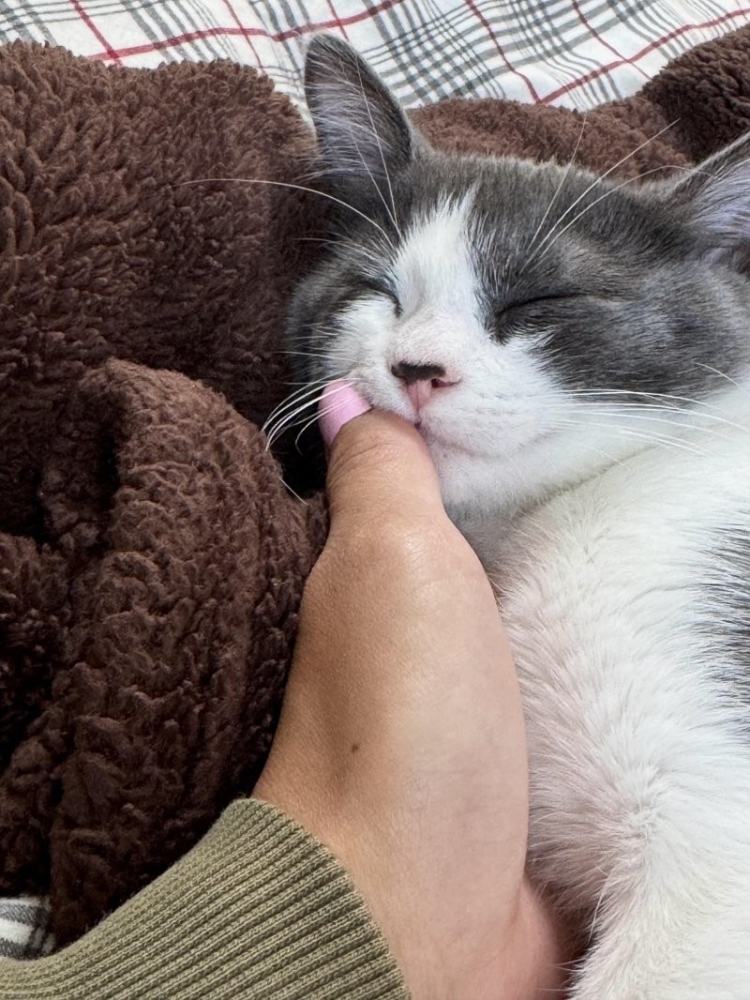 
        35&nbsp;причин, объясняющих, почему мы&nbsp;без&nbsp;ума&nbsp;от&nbsp;кошачьих носов    